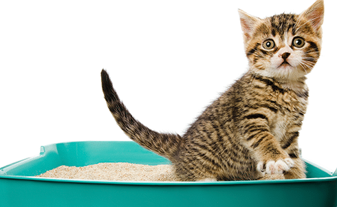 6 Mejores arenas para gato