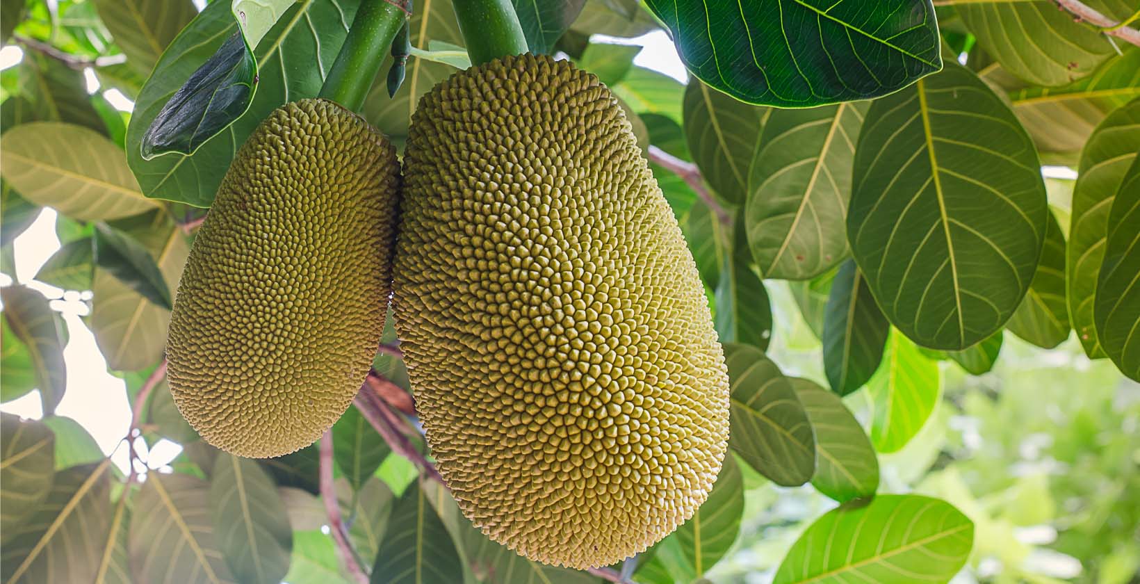 Jackfruit - frutas ricas en proteínas