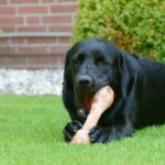 Dieta BARF para perros | Los huesos en las dietas