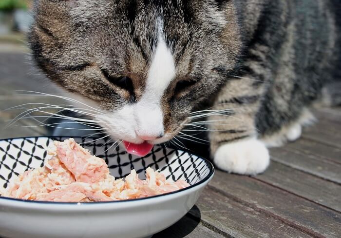 Gato comiendo comida fresca