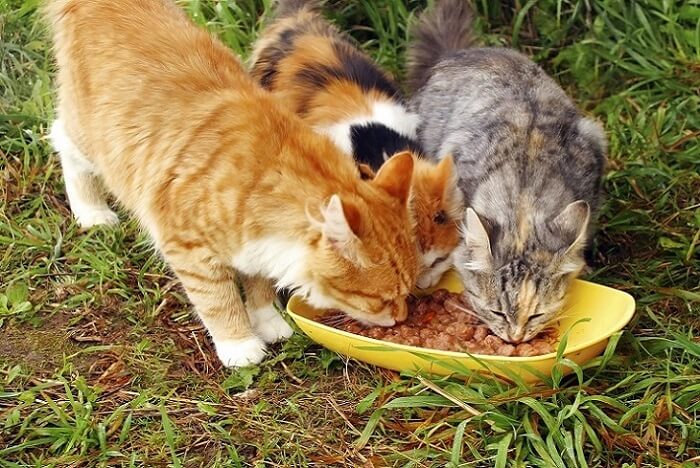 Gatos comiendo comida casera para gatos
