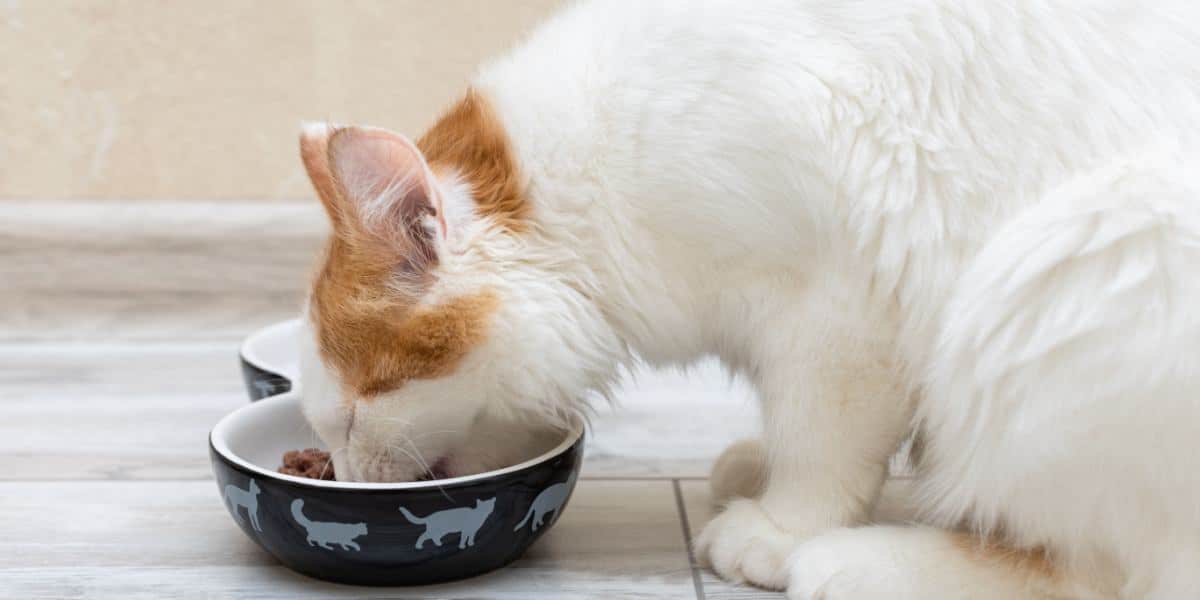 gatito come comida de un cuenco