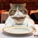 6 deliciosas recetas caseras de comida para gatos (aprobadas por veterinarios)