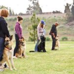 escuelas de adiestramiento canino en madrid