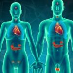 6 Mejores endocrinos online mejores endocrinos digitales online