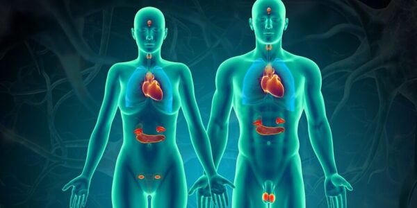 mejores endocrinos digitales online