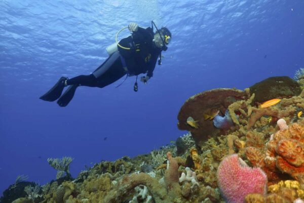 mejores centros de buceo de la costa blanca