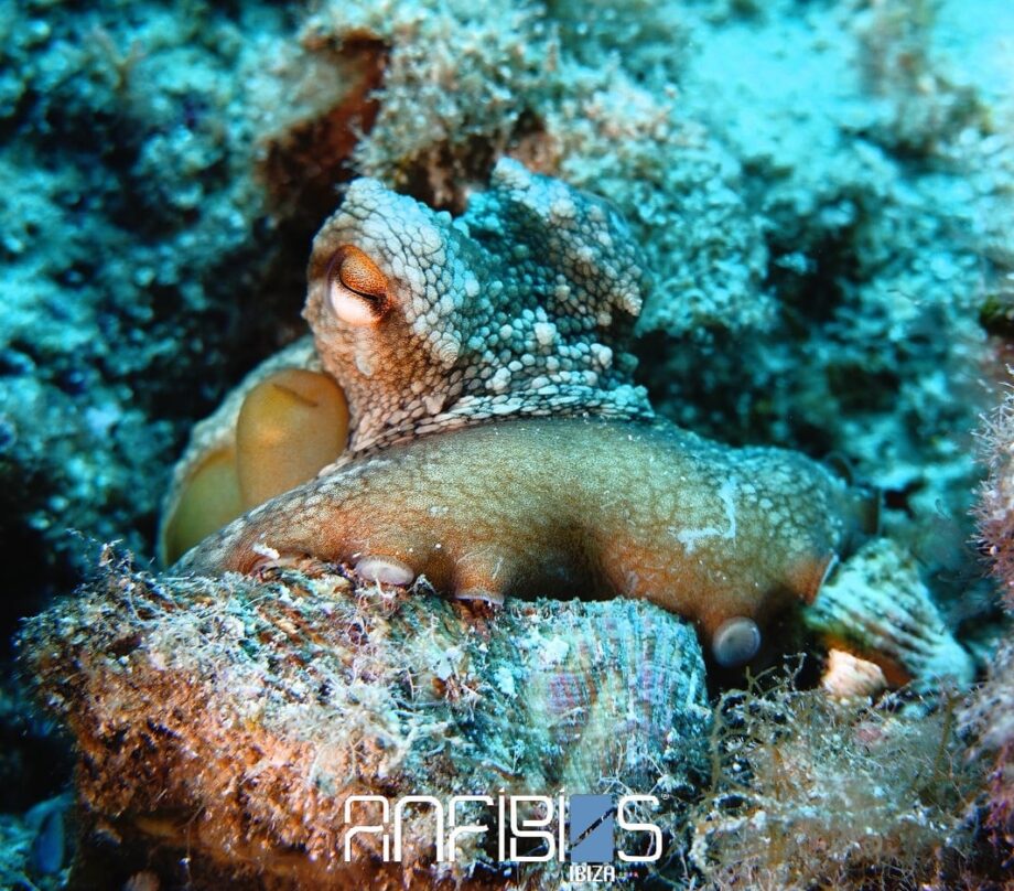 Anfibios Ibiza Water Sports & Scubadiving