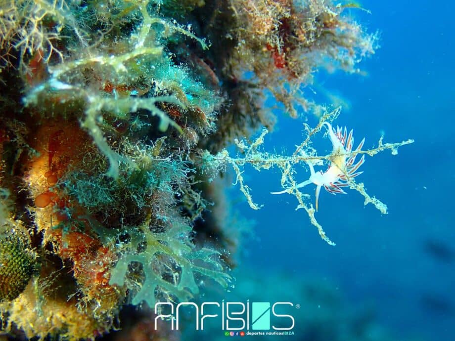 Anfibios Ibiza centro de buceo