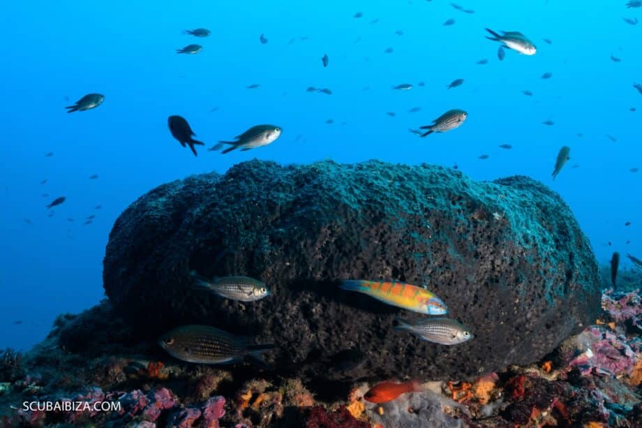 buceo en ibiza scuba ibiza