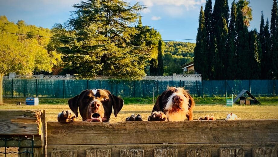Las mejores residencias caninas de Girona. 12 CaniSapiens - adiestrador canino girona
