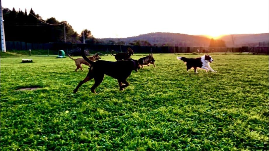 Las mejores residencias caninas de Girona. 13 CaniSapiens residencia canina recomendada en girona