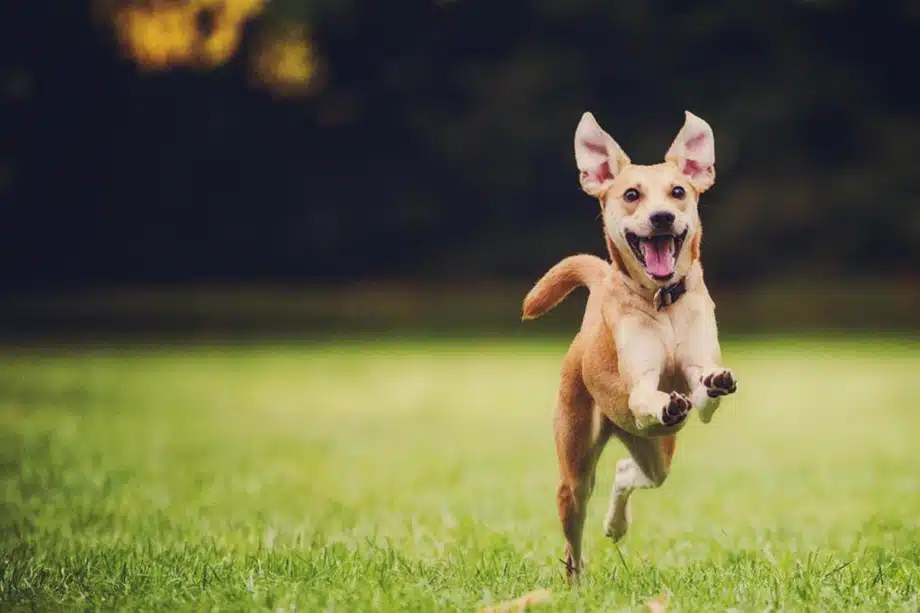 Las mejores residencias caninas de Girona. 15 las mejores residencias caninas de girona