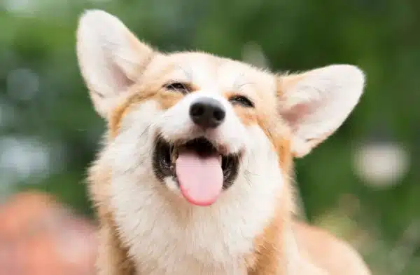 mejores residencias caninas de zaragoza