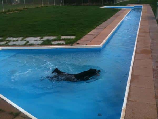 Las mejores residencias caninas de Zaragoza. 8