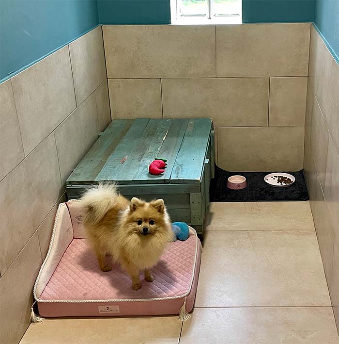 Las mejores residencias caninas de Zaragoza. 9 residencia canina don perro zaragoza
