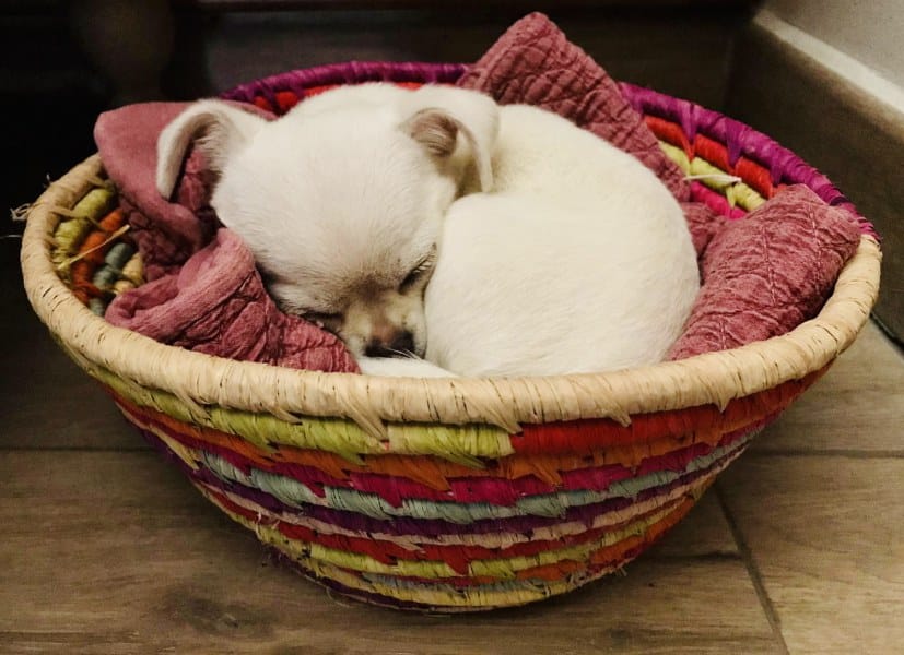 Las mejores residencias caninas de Zaragoza. 7 residencia canina perros pequeños zaragoza don perro