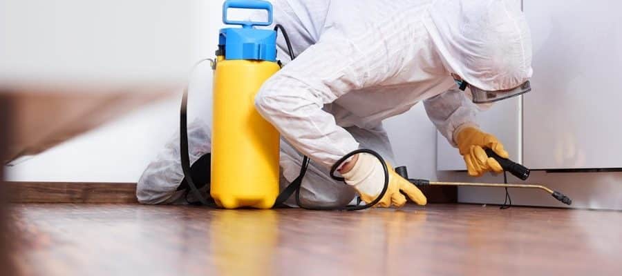 control de plagas desratizacion desinfestacion pamplona Ecoplagasnorte