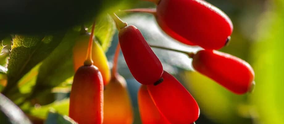 6 Mejores marcas de suplementos de Berberina 9 6 Mejores marcas de suplementos de Berberina