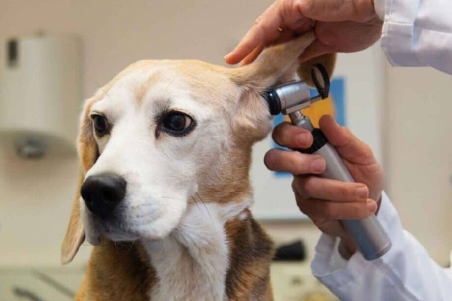 Bretón Asesoría Medioambiental veterinario a domicilio de Murcia