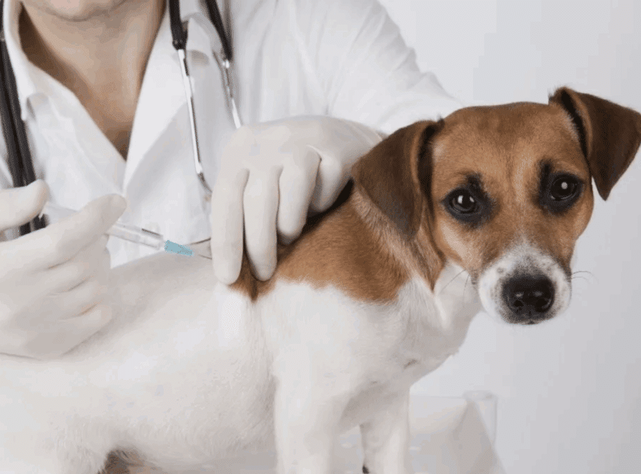 Bretón veterinario a domicilio de Murcia