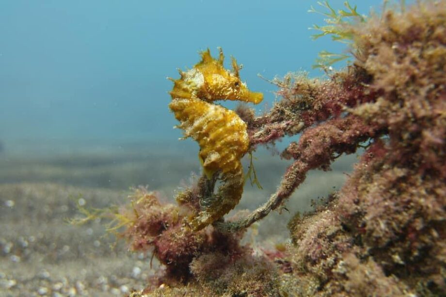 Los mejores centros de buceo de Las Palmas. 11