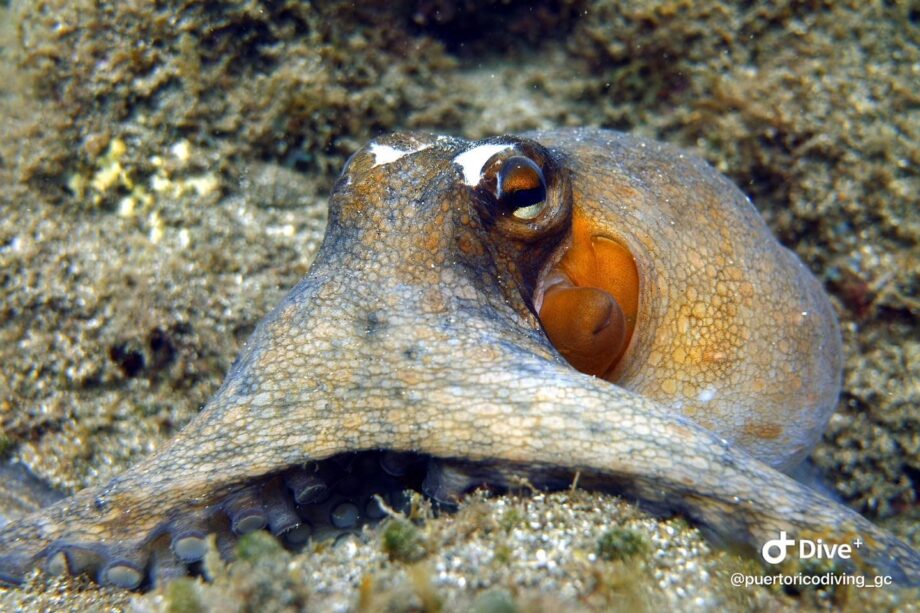 Los mejores centros de buceo de Las Palmas. 12 Puerto Rico Dive Centre buceo en las palmas