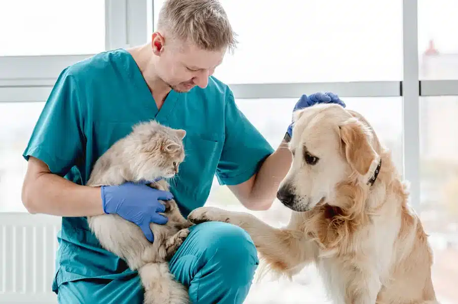 los mejores veterinarios de murcia