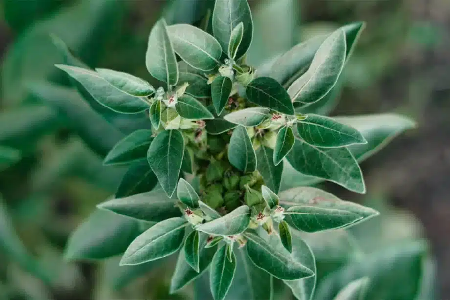 6 Mejores marcas de suplementos de Ashwagandha 5 6 Mejores marcas de suplementos de Ashwagandha